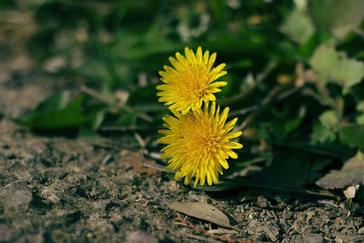 Close-up of yellow flower on field