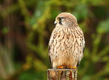 Close-up of owl perching on plant