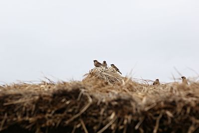 Close-up of birds in nest against sky