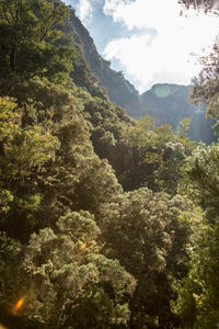 Low angle view of tree mountain against sky