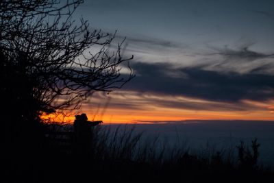 Silhouette of bare trees at sunset