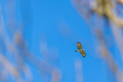 Low angle view of bird flying