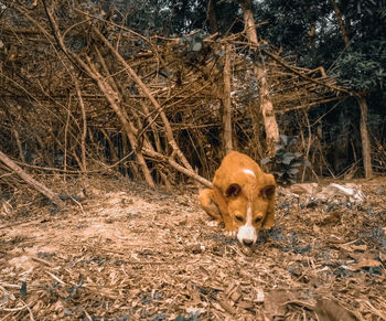 View of a dog in the forest