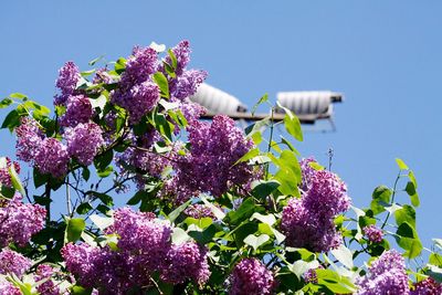 Low angle view of pink bougainvillea flowers against sky