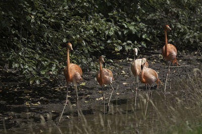 Flamingos in a lake