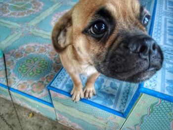 Close-up portrait of a dog