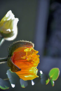 Close-up of yellow rose flower