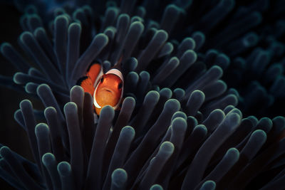 Close-up of fish swimming in sea