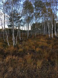 View of trees in forest