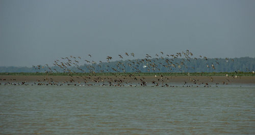 Flock of birds flying against clear sky