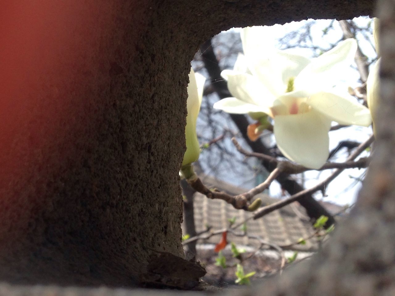 flower, freshness, petal, fragility, close-up, flower head, white color, indoors, focus on foreground, selective focus, nature, growth, beauty in nature, blooming, wall - building feature, no people, built structure, blossom, in bloom, day