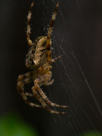 Close-up of spider on web