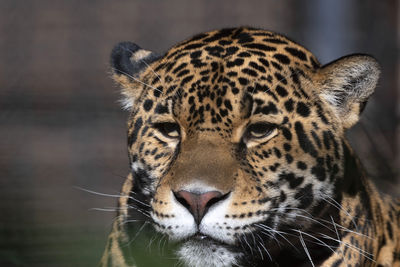 Close-up of a tiger