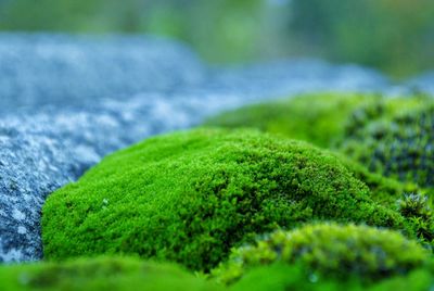 Close-up of green moss on grass