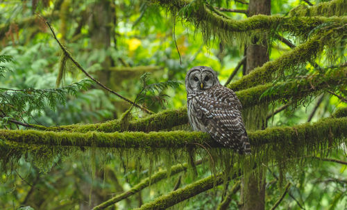 Portrait of owl perching on mossy tree