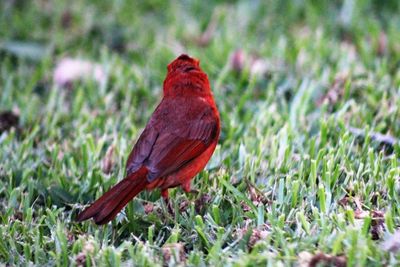 Close-up of bird perching on grass