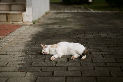 Stray cat resting