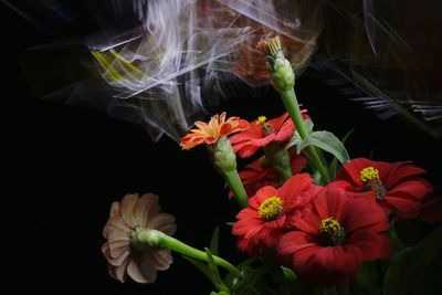 Close-up of flowering plant against black background