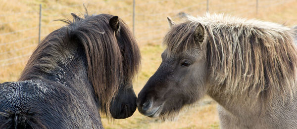 Close-up of a horse on field