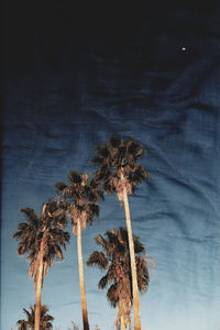 Low angle view of palm trees against blue sky