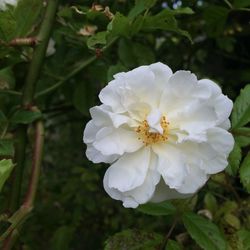 Close-up of white flowers