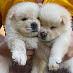 Close-up of a dog