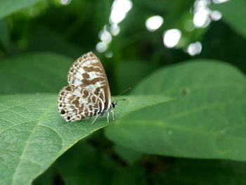 Close-up of butterfly on leaf