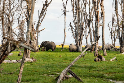 African elephants - loxodonta africana grazing in a swamp at amboseli national park in kenya