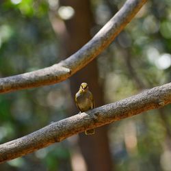 Low angle view of bird perching on branch
