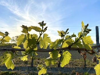 View of vineyard against sky