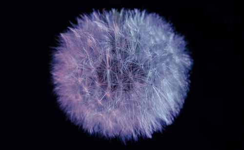 Close-up of flower against black background