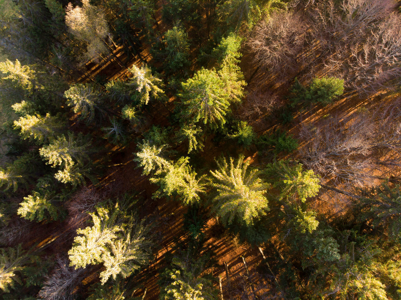 HIGH ANGLE VIEW OF PLANTS GROWING IN FOREST