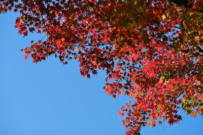 Low angle view of maple tree against clear sky