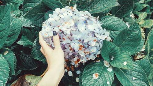 Close-up of hand on plant