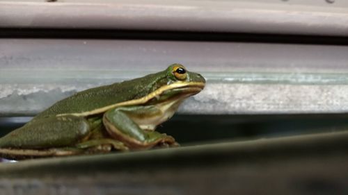 Close-up of lizard