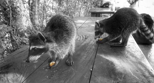 High angle view of cats drinking water