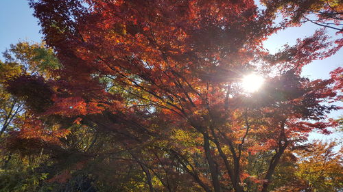 Low angle view of trees in forest during autumn