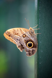 Close-up of butterfly on leaf