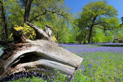 Trees on field in forest