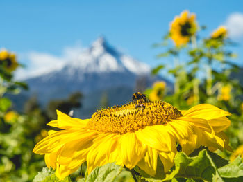 Low angle view of bumblebee on sunflower blooming against sky