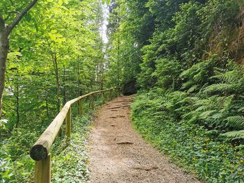 Railroad tracks amidst trees in forest