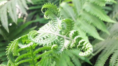 Close-up of fern leaves