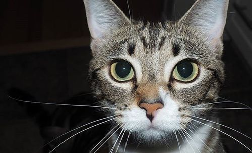 Close-up portrait of cat