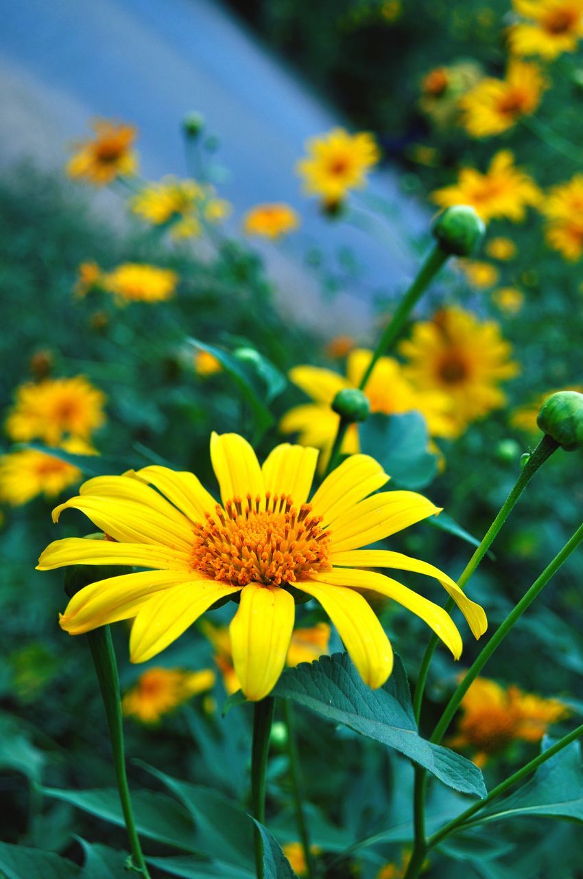 flower, fragility, nature, freshness, beauty in nature, petal, growth, yellow, flower head, blooming, plant, focus on foreground, close-up, pollen, no people, day, outdoors, black-eyed susan