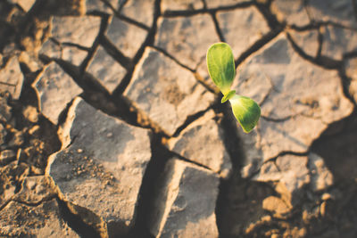 Close-up of plant on barren field