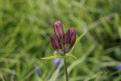 Close-up of purple flower on field