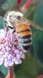 Close-up of butterfly pollinating on pink flower