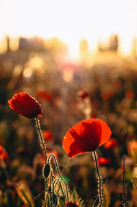 Close-up of red poppy on field during sunset