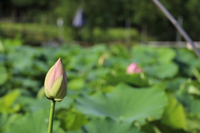 Lotus flower blooming in the field.