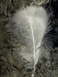 feather